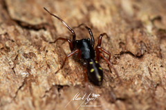 Euasteron enterprise