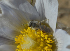 Andrena wellesleyana