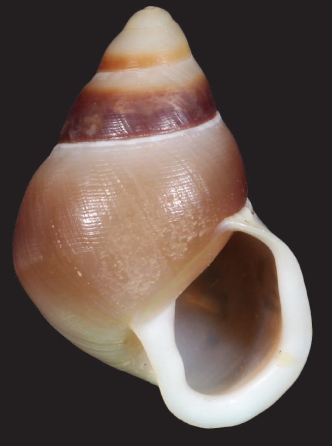 Langford's Tree Snail