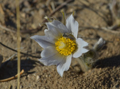 Andrena wellesleyana