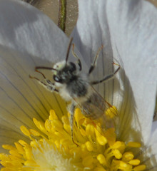 Andrena wellesleyana