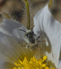 Andrena wellesleyana