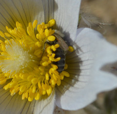 Andrena wellesleyana