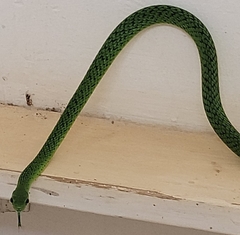 Philothamnus angolensis