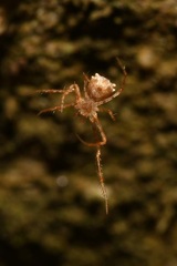 Ero tuberculata