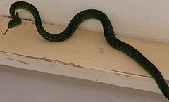 Philothamnus angolensis