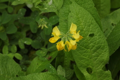 Securigera orientalis