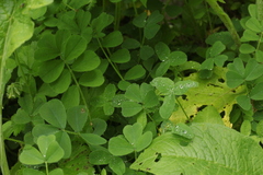 Securigera orientalis