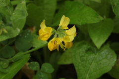 Securigera orientalis