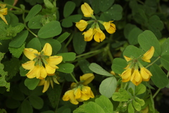 Securigera orientalis