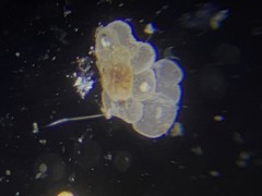 Cibicidoides variabilis