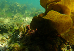 Meuschenia hippocrepis