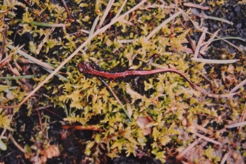 Plethodon idahoensis