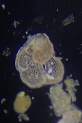 Lobatula lobatula