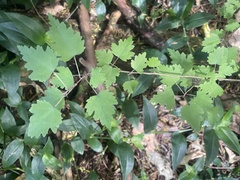 Plagianthus regius