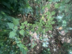 Plagianthus regius