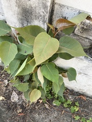 Ficus religiosa