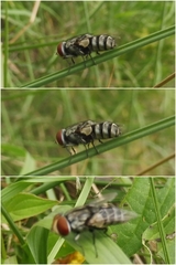 Miltogramma taeniata