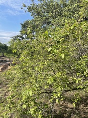 Vitex patula