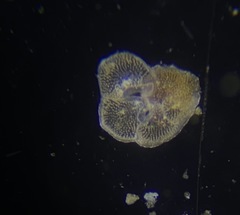 Lobatula lobatula