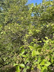 Vitex patula