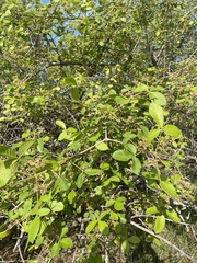 Vitex patula