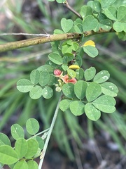 Indigofera lupatana