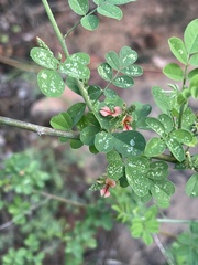 Indigofera lupatana