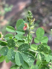 Indigofera lupatana