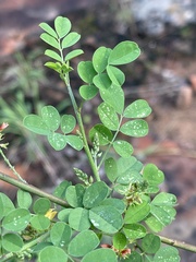 Indigofera lupatana