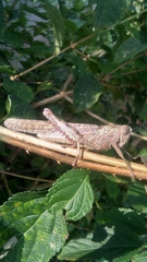 Anacridium flavescens