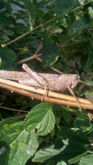 Anacridium flavescens