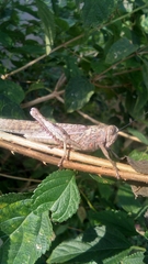 Anacridium flavescens