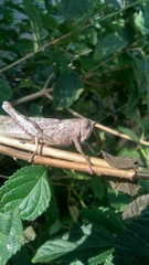 Anacridium flavescens