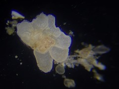 Cibicidoides variabilis