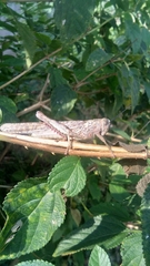 Anacridium flavescens