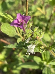 Syncolostemon bracteosus