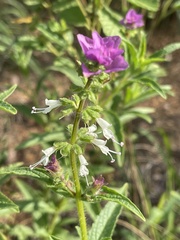 Syncolostemon bracteosus