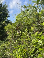 Coptosperma littorale