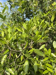 Coptosperma littorale