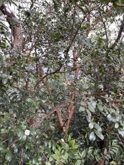 Camellia brevistyla