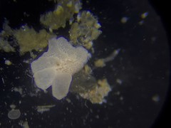 Cibicidoides variabilis