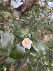 Camellia brevistyla