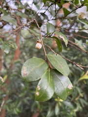 Camellia brevistyla