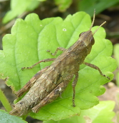 Eremidium denticercus