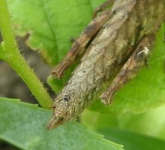 Eremidium denticercus