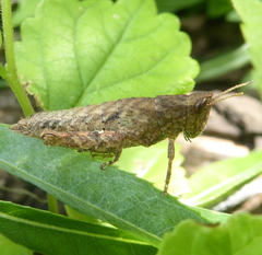 Eremidium denticercus