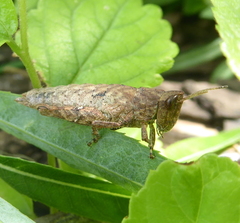 Eremidium denticercus