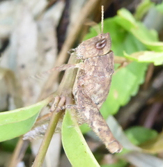 Eremidium denticercus