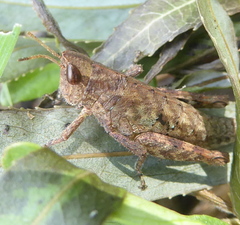 Eremidium denticercus